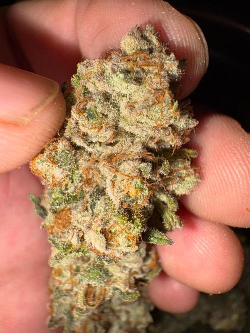 MAC 1. Week 15