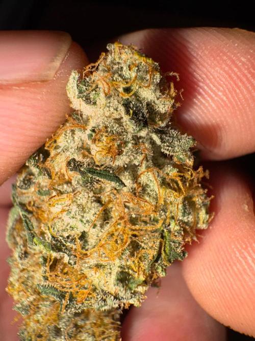 MAC 1. Week 15