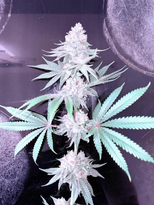 MAC 1. Week 15