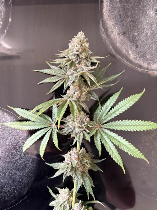 MAC 1. Week 15