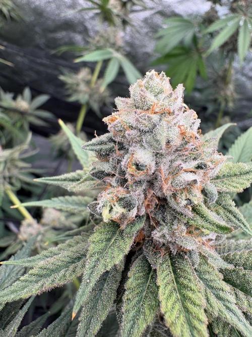 MAC 1. Week 15