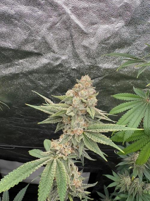 MAC 1. Week 15