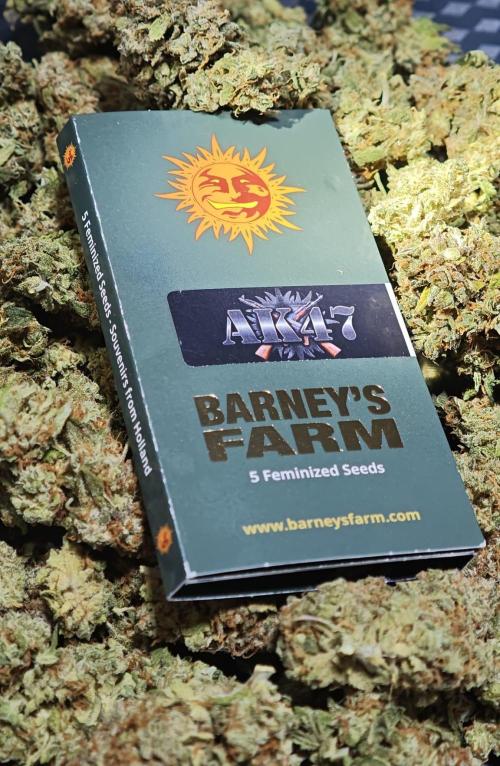 AK-47 – The Road to Perfect Roots. Week 0