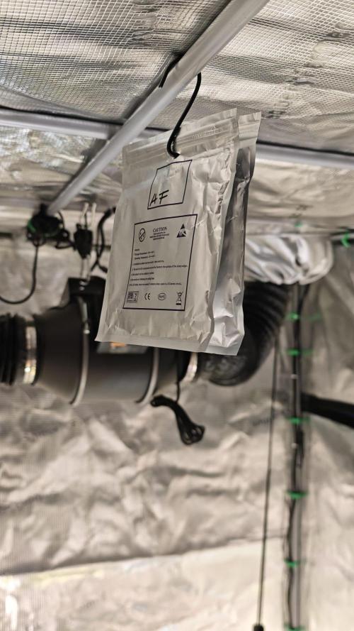 Rainbow Melon – My First Manifold. Week 0