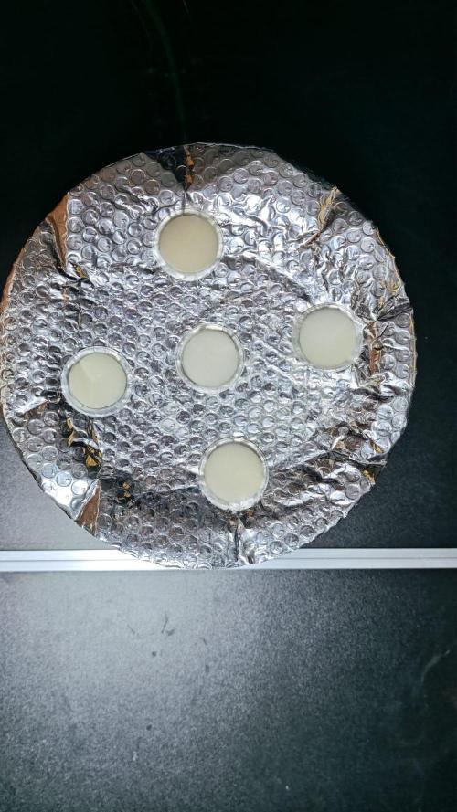 Rainbow Melon – My First Manifold. Week 2