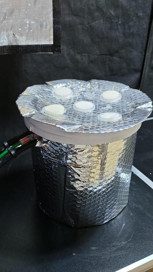 Rainbow Melon – My First Manifold. Week 2