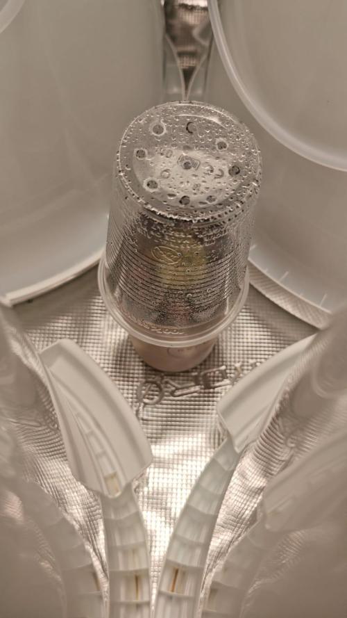 Rainbow Melon – My First Manifold. Week 1