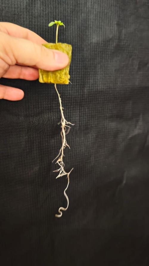 Rainbow Melon. Week 1