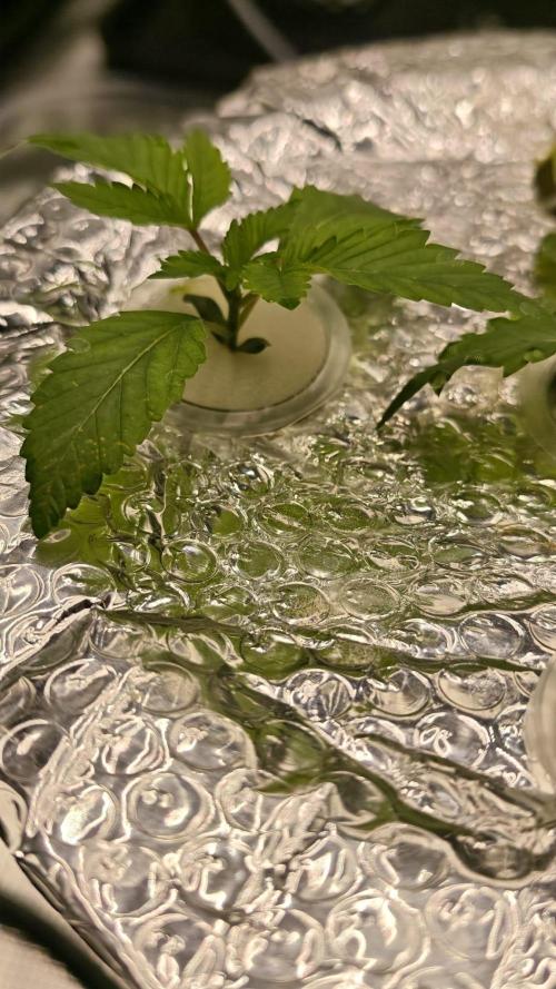 AK-47 – The Road to Perfect Roots. Week 2