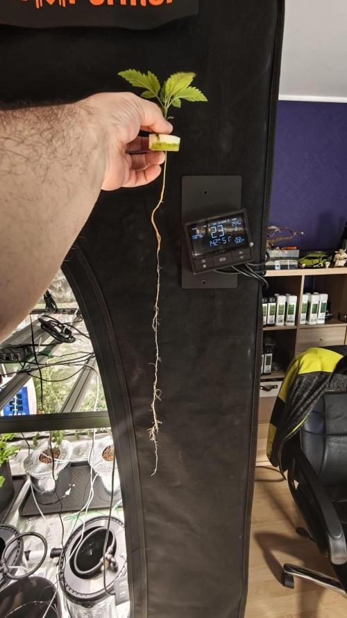 AK-47 – The Road to Perfect Roots. Week 2