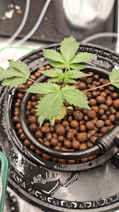 AK-47 – The Road to Perfect Roots. Week 4