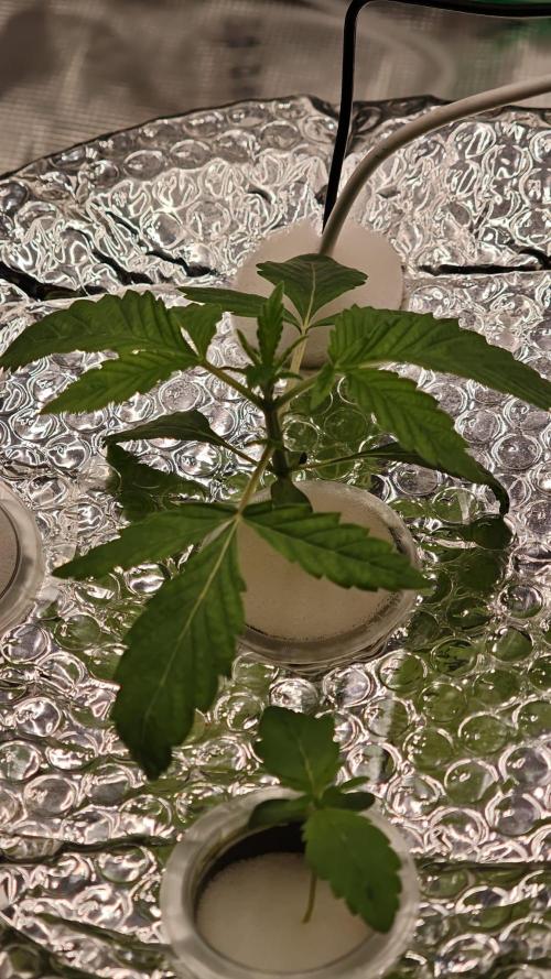 Rainbow Melon – My First Manifold. Week 3