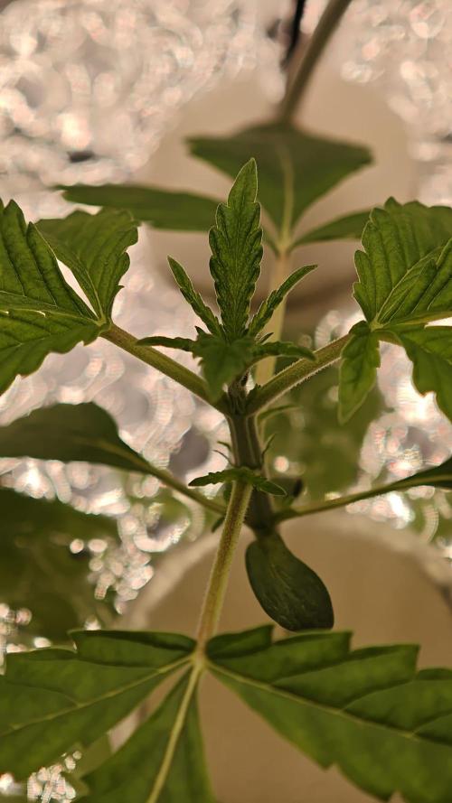 Rainbow Melon – My First Manifold. Week 3