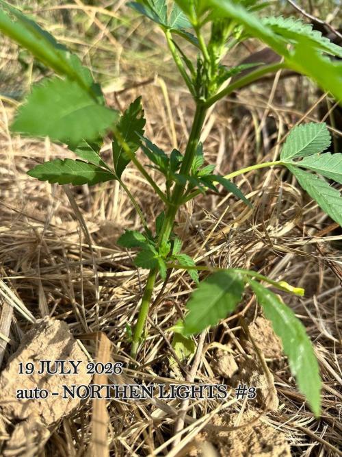 EE Guerrila. Week 4