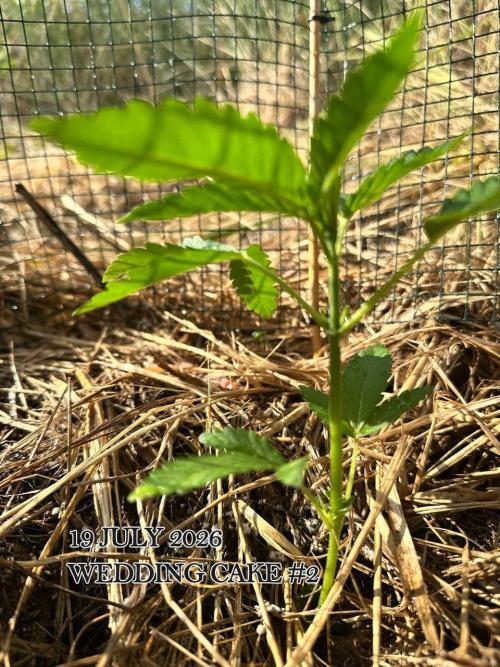 EE Guerrila. Week 4