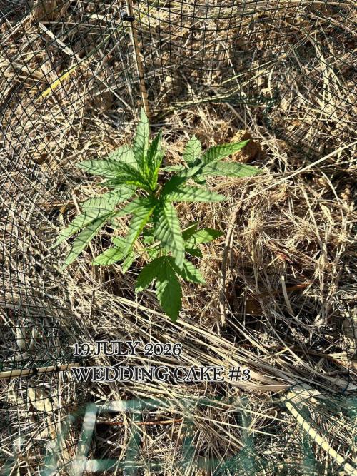 EE Guerrila. Week 4