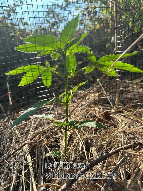 EE Guerrila. Week 4