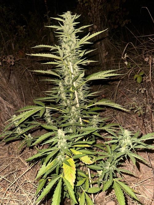 EE Guerrila. Week 6
