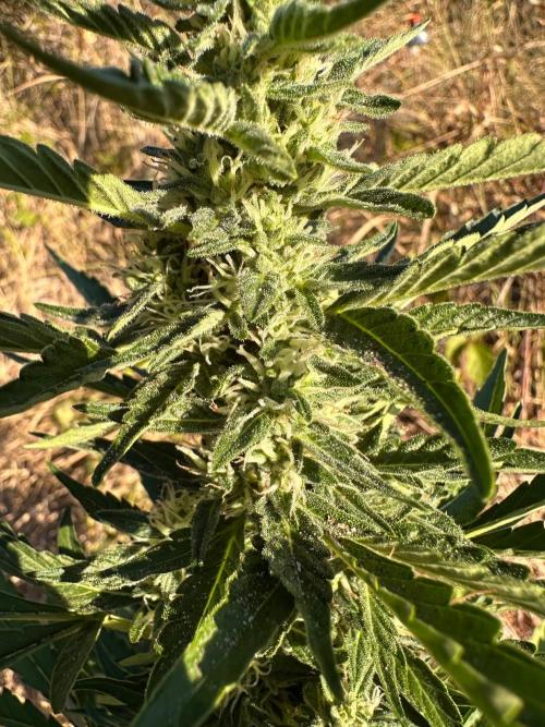 EE Guerrila. Week 6