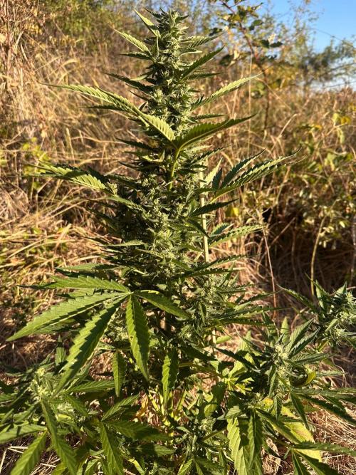 EE Guerrila. Week 6