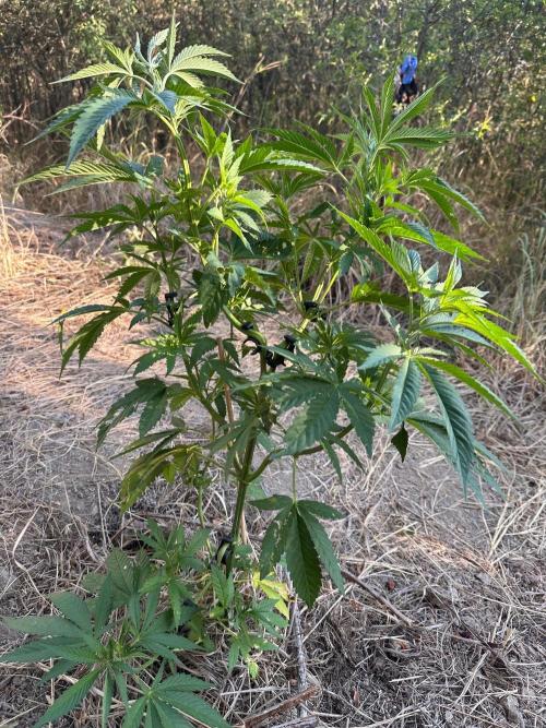 EE Guerrila. Week 6