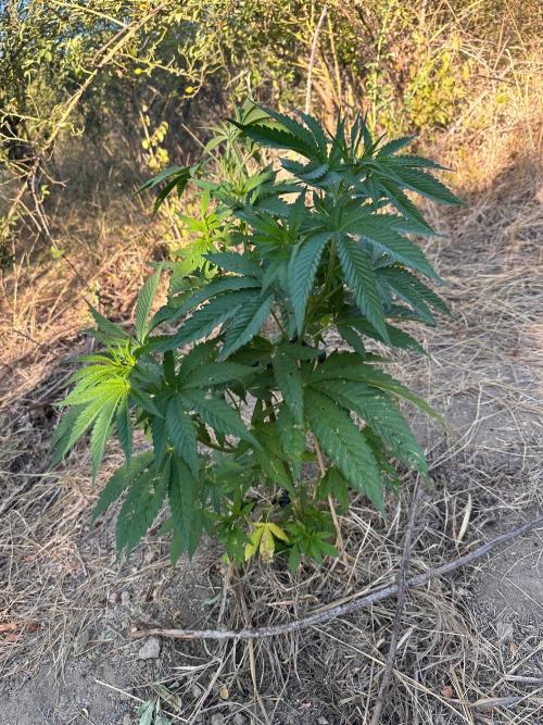 EE Guerrila. Week 6