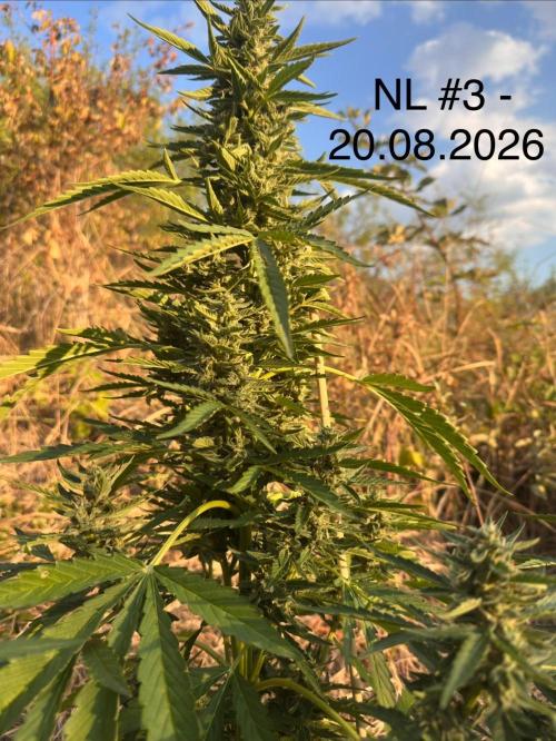 EE Guerrila. Week 7