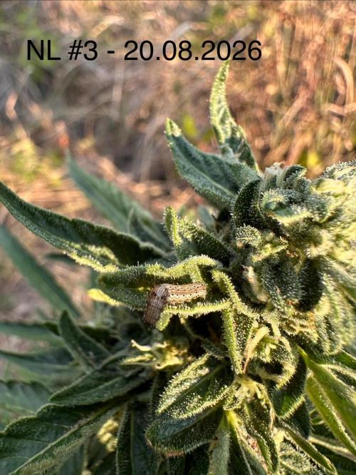EE Guerrila. Week 7