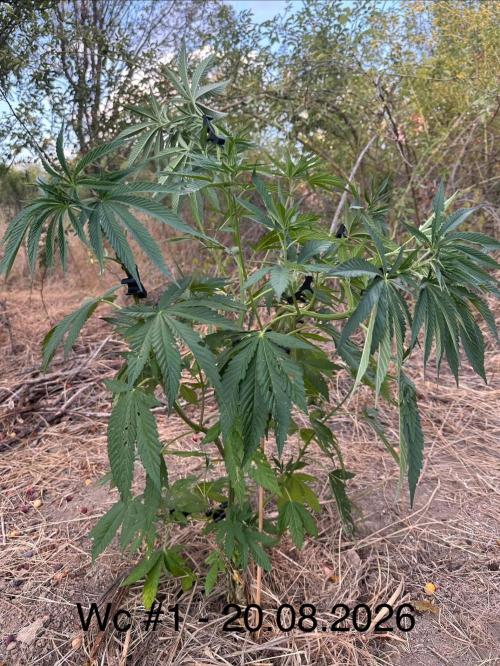 EE Guerrila. Week 7
