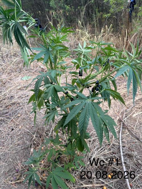 EE Guerrila. Week 7