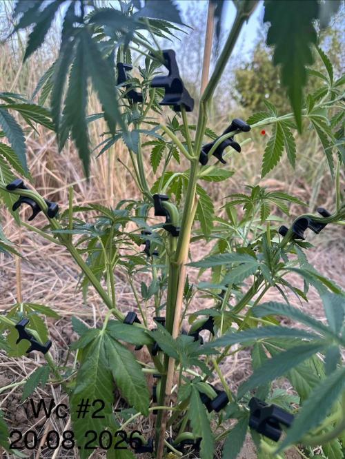EE Guerrila. Week 7