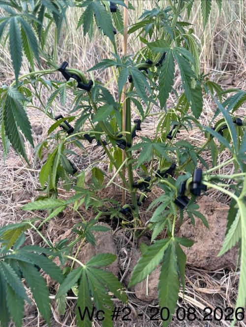 EE Guerrila. Week 7