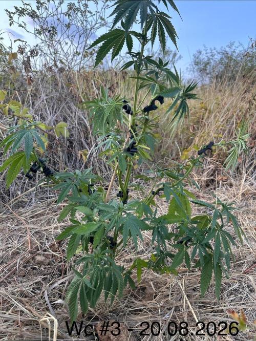EE Guerrila. Week 7