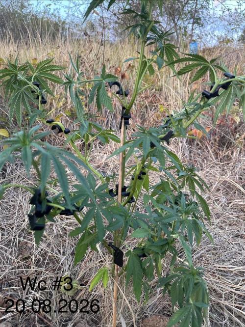 EE Guerrila. Week 7