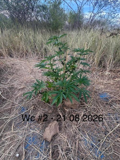 EE Guerrila. Week 7