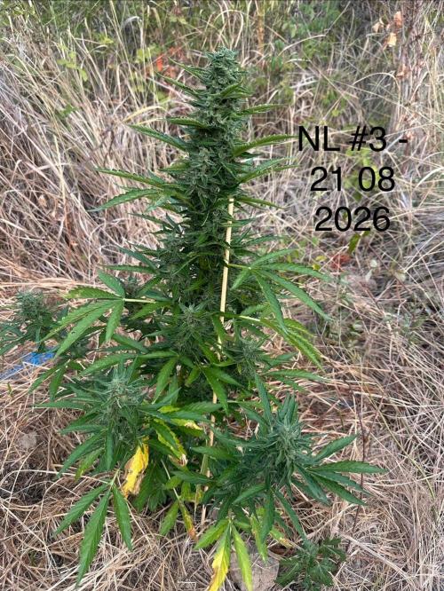 EE Guerrila. Week 7