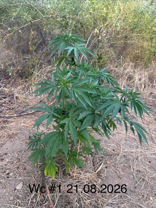EE Guerrila. Week 7