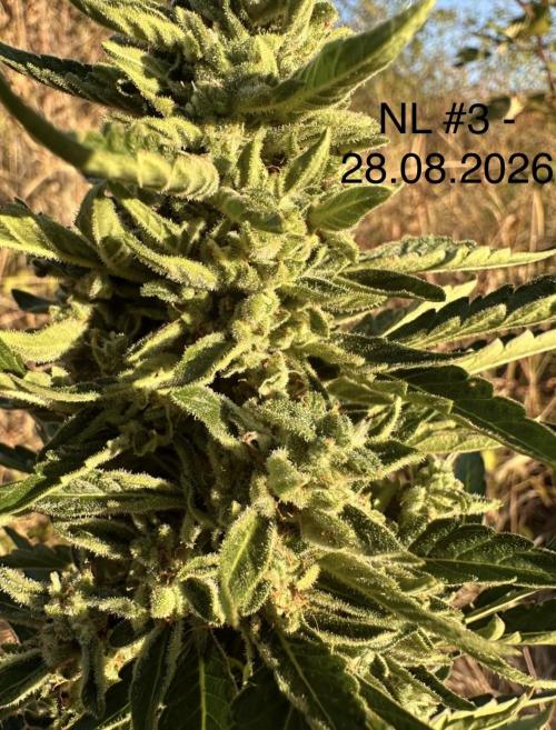 EE Guerrila. Week 8