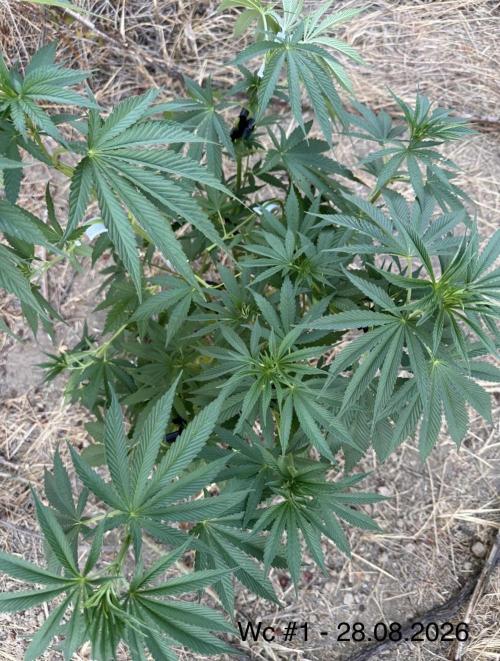 EE Guerrila. Week 8