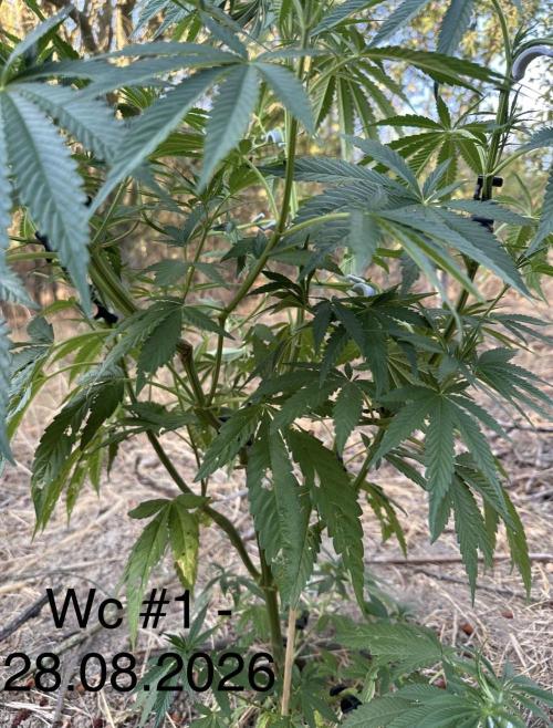 EE Guerrila. Week 8