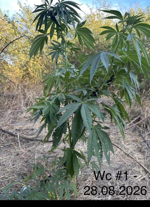 EE Guerrila. Week 8