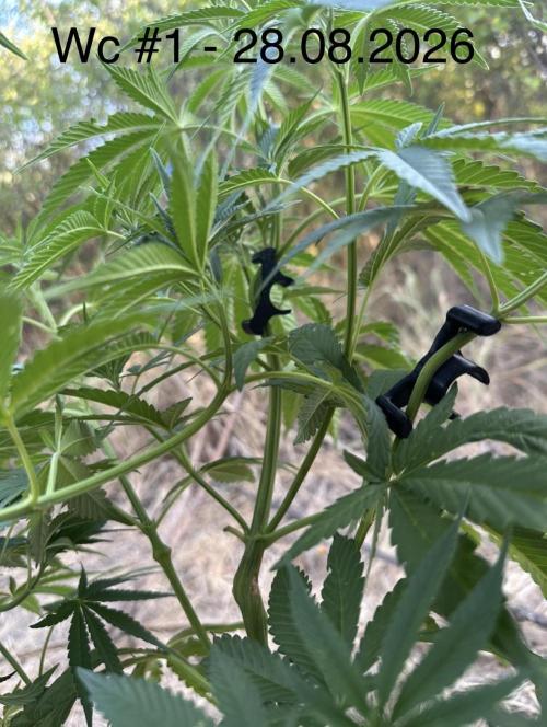 EE Guerrila. Week 8