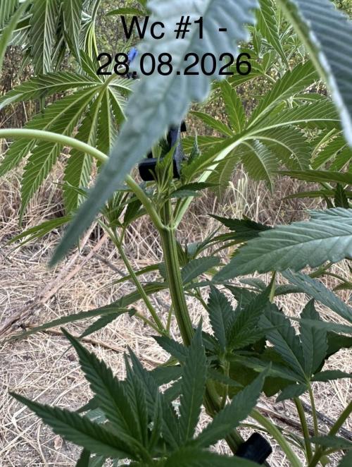 EE Guerrila. Week 8