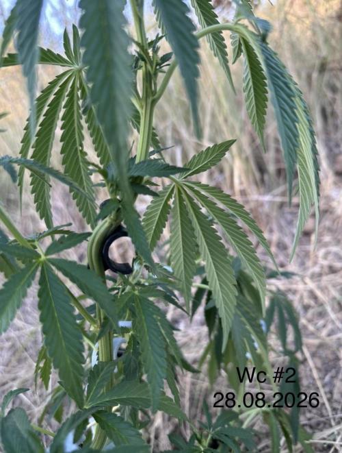 EE Guerrila. Week 8