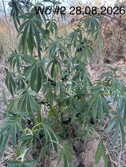 EE Guerrila. Week 8
