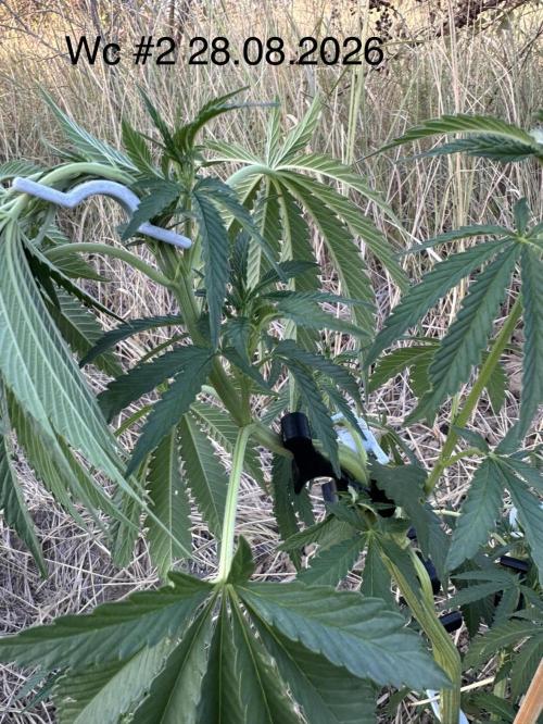 EE Guerrila. Week 8