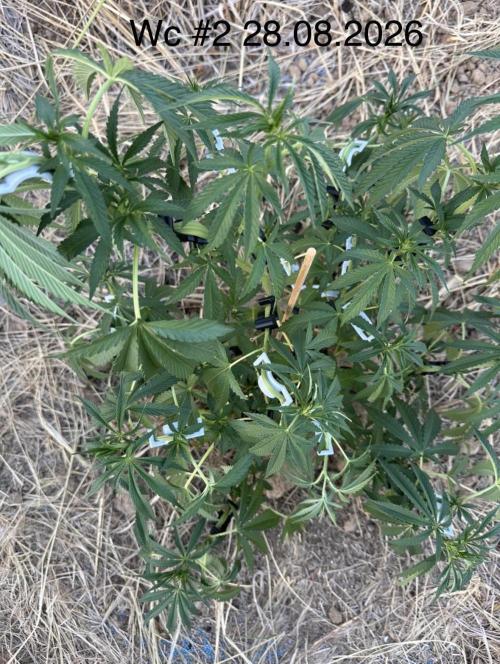 EE Guerrila. Week 8