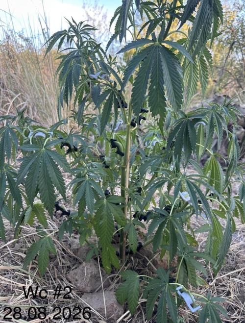 EE Guerrila. Week 8