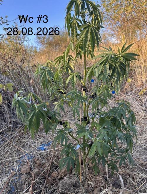 EE Guerrila. Week 8