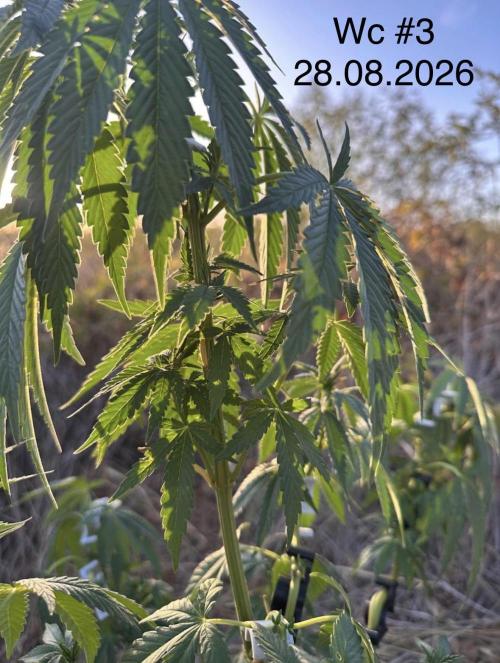 EE Guerrila. Week 8